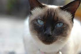 シャム系に多い猫の寄り目は病気？原因や治療について | ペットショップ 犬の家&猫の里 | 子犬だけでなく子猫の情報もたくさん
