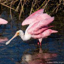 You may even be lucky and see manatees living in our lagoon! Roseate Spoonbill Free Image Download 412679 Cannypic