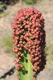 Image result for Ochna richardsiae