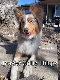 Blue Merle Mini Australian Shepherd