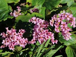 Bergenia crassifolia have large leaves that can make a pig like noise when rubbed together, hence the common name 'pig. Bergenie Herbstblute Alles Erfahren Uber Blute Wuchs Co