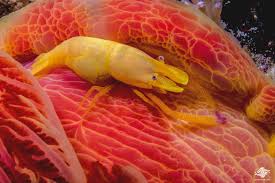 Image result for Corallocarpus schimperi