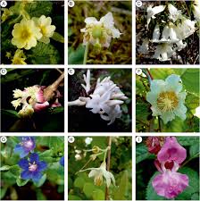 Image result for Brazzeia