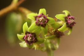 Image result for Raphionacme procumbens