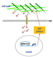 Plant cell oct 2020, 32 (10). A Wrky Transcription Factor Confers Aluminum Tolerance Via Regulation Of Cell Wall Modifying Genes Journal Of Integrative Plant Biology X Mol