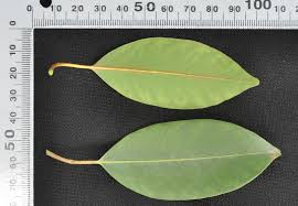 Image result for Mimusops obtusifolia