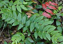 Image result for Maerua nervosa