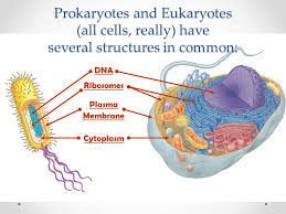 Maybe you would like to learn more about one of these? Prokaryotic Eukaryotic Cells Cells Of All Living Things Are Incredibly Diverse Ppt Download