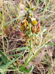 Image result for Eriosema cordatum