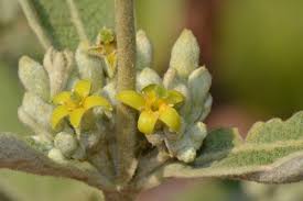 Image result for Fadogiella