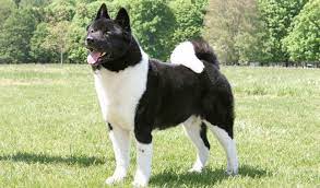 An akita's trademark is the plush tail that typically curls over his back. Akita Breed Information