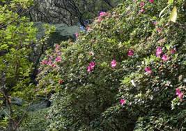 Image result for Stolzia compacta