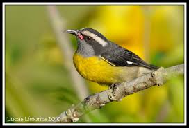 Image result for Afroqueta