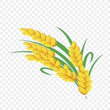 Wheat Png 1772x1772px Wheat Cartoon Commodity Corn On The Cob Drawing Download Free I'm taking bran and i'm feeling better. wheat png 1772x1772px wheat cartoon