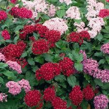 Image result for Pentas longiflora