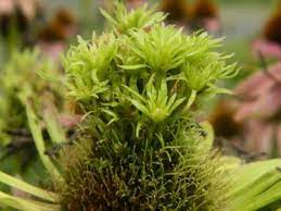 Aster Yellow Disease For Purple Coneflower Echinacea Pam S English Cottage Garden September Blooms Sweet Autumn Clematis Autumn Clematis Garden Diseases
