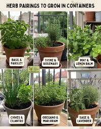 Image result for rosemary container