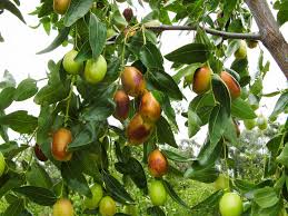 Li jujube is the one to pick if you only have room for one you'll get abundunt crops of very large (3oz.), round sweet fruit on a tree that's the first jujube variety to. Buy Jujube Trees Jujube Australia