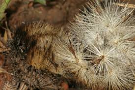 Image result for Dicoma anomala