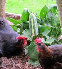 10 Astuces Pour Votre Poulailler Que Vos Poules Vont Adorer Poulailler Traites De Poulet Poulailler Portable