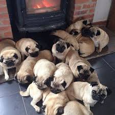 Pugs for sale in denver | dogs on oodle classifieds. A Group Of Pugs Is Called