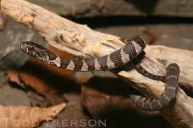 200 l&e railroad, slade, ky. Kentucky Snake Identification