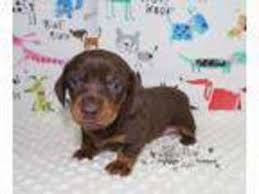 $70.00 dollars for every available plus $80.00 for the spay or neuter and rabies vaccination. Puppyfinder Com Dachshund Puppies Puppies For Sale Near Me In Youngstown Ohio Usa Page 1 Displays 10