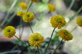 Image result for Ranunculus acris