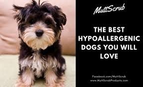 But just like some breeds are pure like german shepherds, you should know that they are more costly than. The Best Hypoallergenic Dogs You Will Love If You Have Allergies Mutt Scrub Products