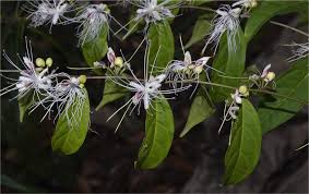 Image result for Capparaceae