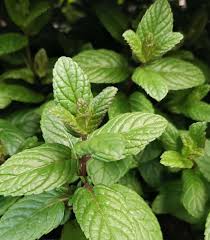 Check spelling or type a new query. Menthe Mojito Pas Cher Achat Vente En Ligne