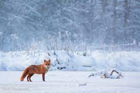 Lettland landschaft landschafts bei amazon. 28 Grunde Warum Du Niemals Nach Lettland Gehen Solltest Erasmus Blog Lettland