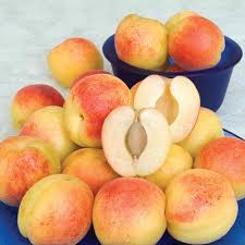 We did not find results for: Fruit Trees For Sale Shop Fruit Plants Online Gurney S