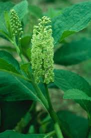 Image result for Phytolacca