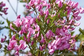 Image result for Virgilia