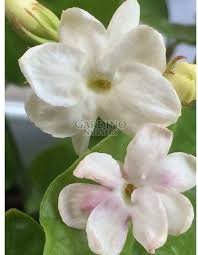 Image result for Jasminum bakeri