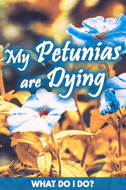 We did not find results for: My Petunias Are Dying What Do I Do Garden Tabs