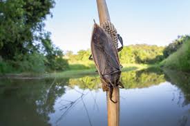 Image result for Crotalaria prolongata