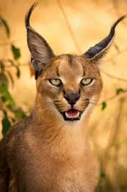 This Strange Wild Cat Is Called A Caracal And It Might Just Be The Cutest Animal In The World Strange Wild Cat Cute Animals Wild Cats Big Cats Photography