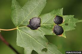 Image by penn state department of plant pathology & environmental microbiology archives, penn state university, bugwood.org. Maple Tree Diseases Lovetoknow