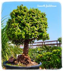 Image result for Cordia afra