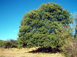 Image result for Schinopsis