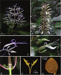 Image result for Brachystephanus