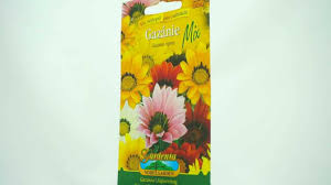 Image result for foto Gazánie