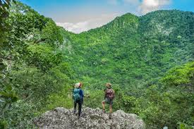 Image result for Staudtia