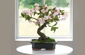 How to make pruning bonsai tree in this. Bonsai Agaci Bakimi Ve Yetistiriciligi Nasil Yapilir Bonsai Rehberi