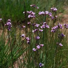 Image result for Nemesia fruticans