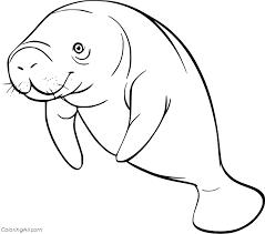 The pdf prints best on standard 8.5 x 11 paper. Realistic Manatee Coloring Page Coloringall