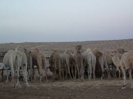 I have a camel tent that is in pristine condition but no poles. Negev Trip Bedouin Tent Our Sabbatical In Haifa