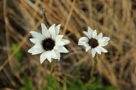 Image result for Callilepis laureola